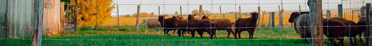 Banner para Tela para Ovinos