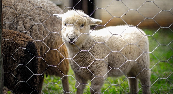 Imagem mostrando uma casa nas cores branca e marrom segura e protegida, pois esta utilizando as telas para casa vendidas pela Casa das Cercas