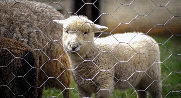 Imagem mostrando a aplicação da tela hexagonal em uma fazenda cercando um rebanho de ovelhas